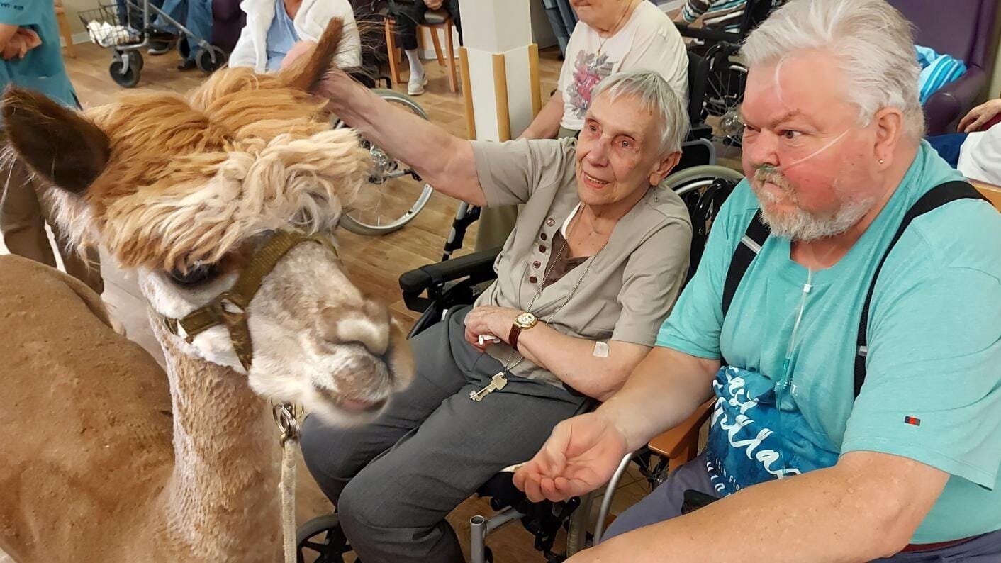 Bewohner streicheln Lama bei der Tiertherapie